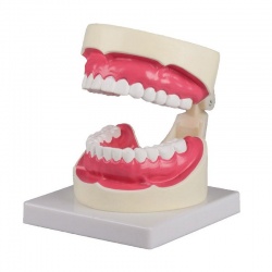 Erler-Zimmer Enlarged Oral Hygiene Dental Model